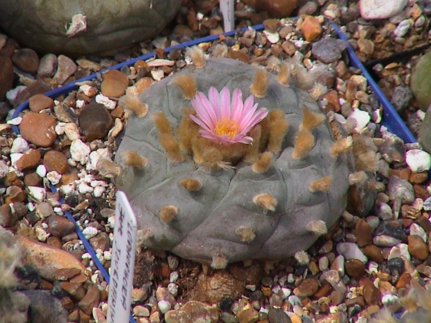 Lophophora williamsii Monterrey #LophophoraWilliamsii