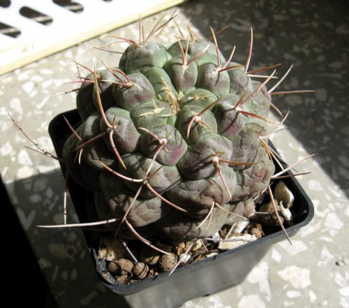 thelocactus