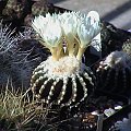 Discocactus horstii