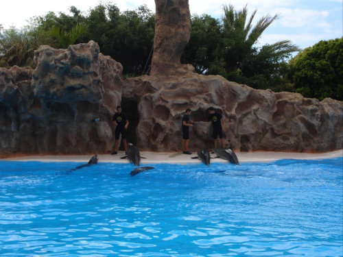 Pokaz delfinów - Loro Parque #delfiny #loro #pokaz #basen #błękit #woda