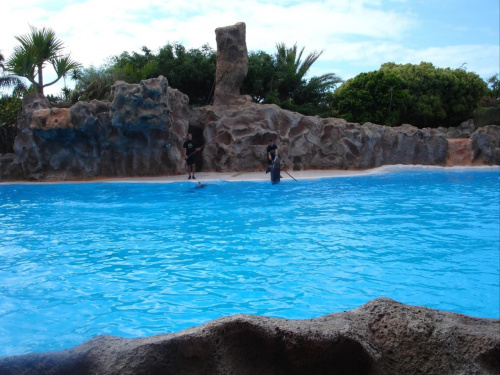 Pokaz delfinów - Loro Parque #delfiny #loro #pokaz #basen #błękit #woda