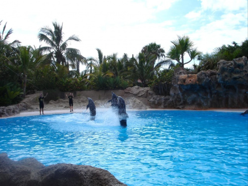 Pokaz delfinów - Loro Parque #delfiny #loro #pokaz #basen #błękit #woda