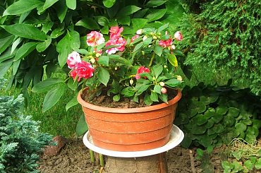 Na działce mojej mamy #kwiat #kwiaty #kwiatek #kwiatki #ogród #ogródek #działka