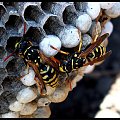 #pszczoły #owady #owad #pszczoła #insekt