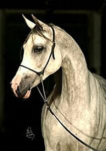 araby