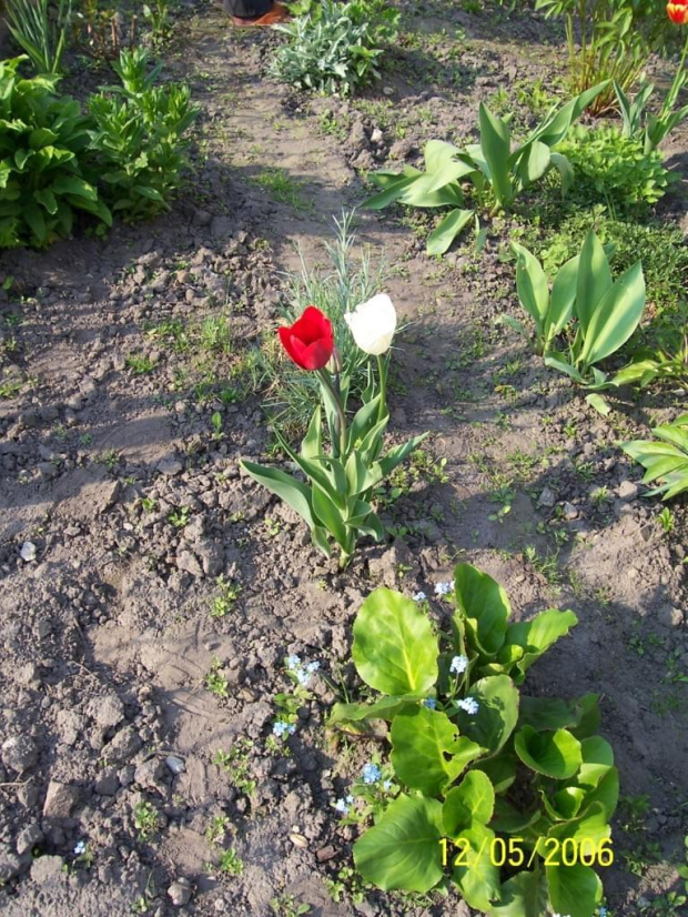 #tulipany