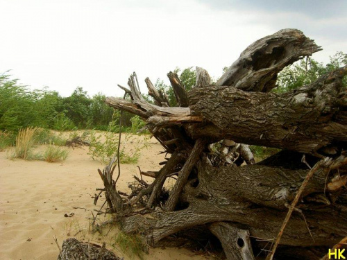 "pomnik"przyrody #MartwaNatura #korzen #natura #wydmy #NadMorzem