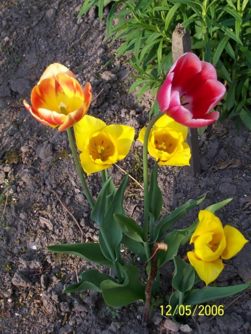 #tulipany