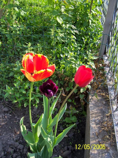 #tulipany