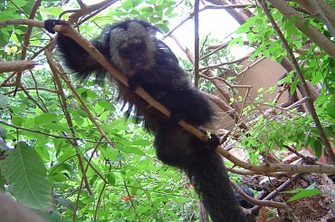 Zoo Krefeld - Niemcy #Zoo