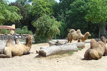 Zoo Krefeld - Niemcy #Zoo