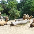 Zoo Krefeld - Niemcy #Zoo