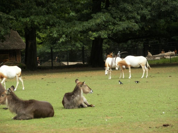 Zoo Krefeld #Zoo