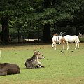 Zoo Krefeld #Zoo