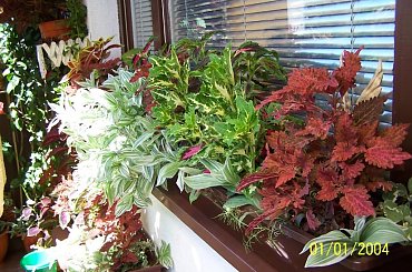 #balkon #koleusy #KompozycjeKwiatowe #kwaity #pokrzywki