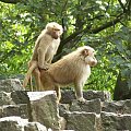 Zoo Krefeld - Niemcy #Zoo