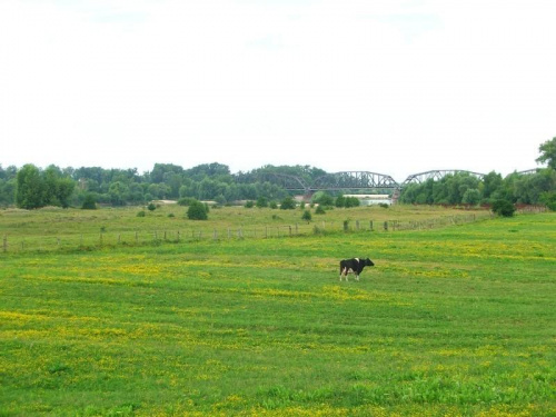 Pastwisko w Borowej #Borowa #most #pastwisko #krowa #łąka