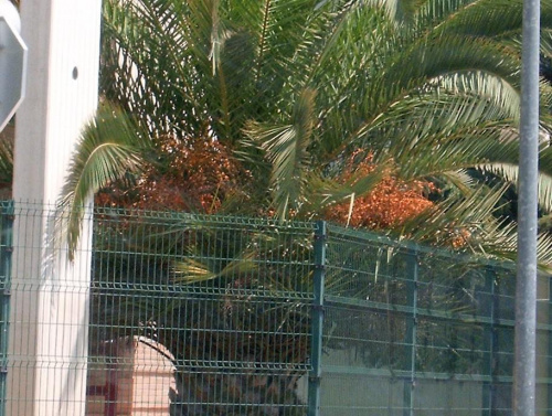 palma daktylowa z owocami