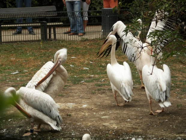 Zoo Krefeld #Zoo