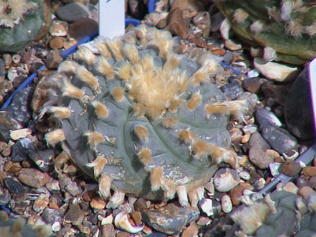 Lophophora williamsii