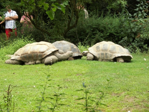 Zoo Krefeld #Zoo