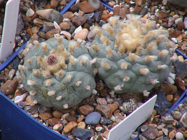 Lophophora williamsii v. texensis Karrizo Springs #LophophoraWilliamsii