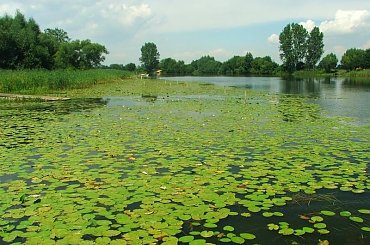 Sieciechów - Jezioro Czaple #Sieciechów #Czaple #jezioro