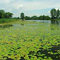 Sieciechów - Jezioro Czaple #Sieciechów #Czaple #jezioro