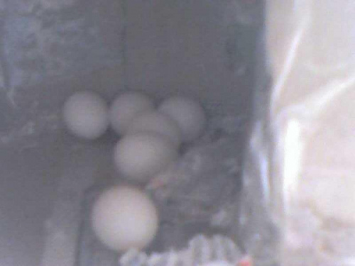 To są jaja Śnieżki. Jest ich aż 6 dużo nie ?? :)