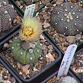 Astrophytum asterias