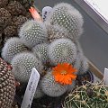 Rebutia muscula