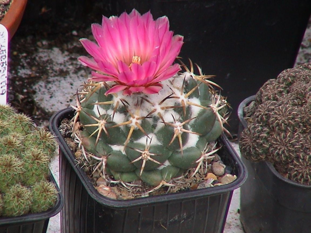 Coryphantha elephantidens