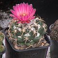 Coryphantha elephantidens