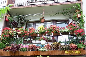 #balkon #kwiaty #koleusy