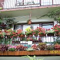 #balkon #kwiaty #koleusy