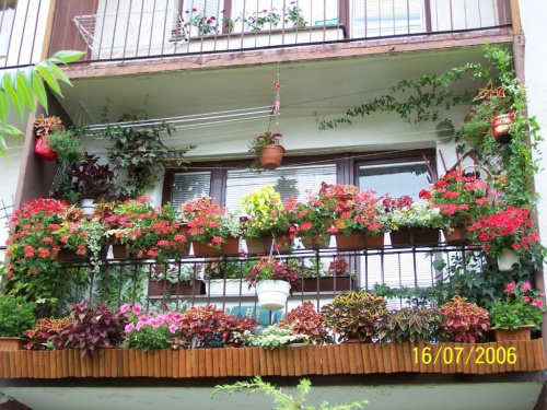 #balkon #kwiaty #koleusy