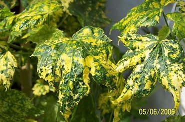 Klonik #kwaity #klonik #balkon