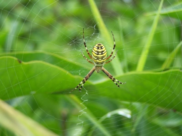 Spider #pająk