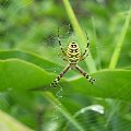 Spider #pająk