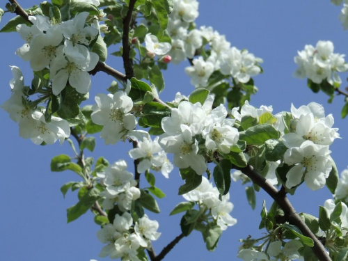 wiosenne kwiatki na drzewie