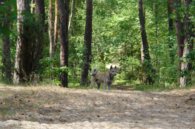 Wilk. Strażnik czarnego szlaku w Kampinowskim Parku Narodowym. #wilk #KampinowskiParkNarodowy