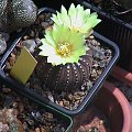 Frailea asteroides