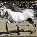 Andaluzy