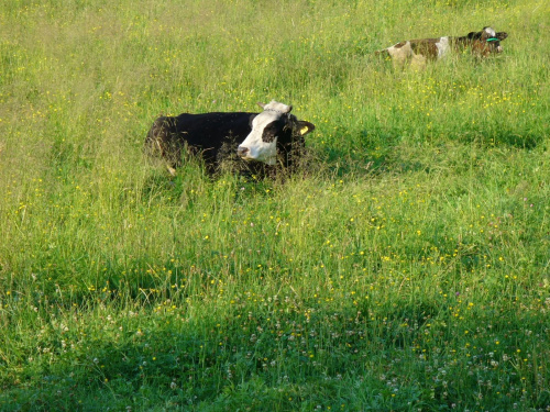 #krowy