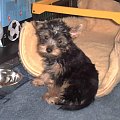 Pies rasy Yorkshire Terrier urodzony 04.06.2006 u nas w domu od 12.08.2006 (ok. godz. 17)