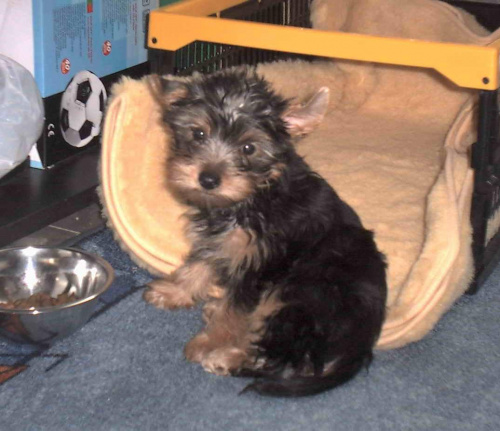 Pies rasy Yorkshire Terrier urodzony 04.06.2006 u nas w domu od 12.08.2006 (ok. godz. 17)