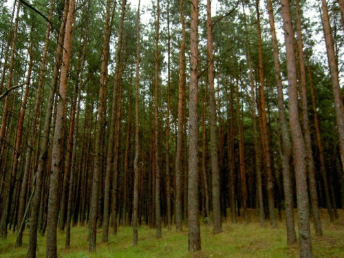 #drzewa #las #przyroda #sosny