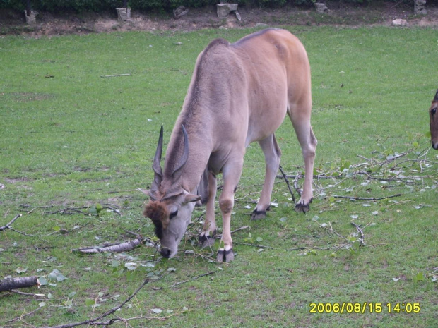 #zoo #zwierzęta #niewola