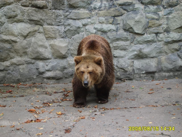 #zoo #zwierzęta #niewola