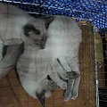 Wystawa kotów 15.07.06 Sopot #KotWystawa